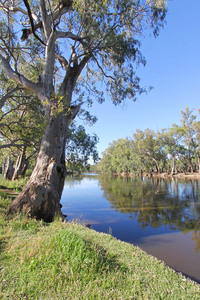 Murray River at Wood Wood, Victoria