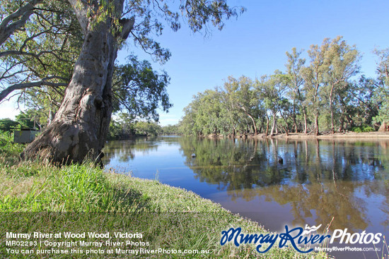 Murray River at Wood Wood, Victoria