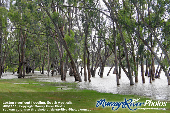 Loxton riverfront flooding, South Australia