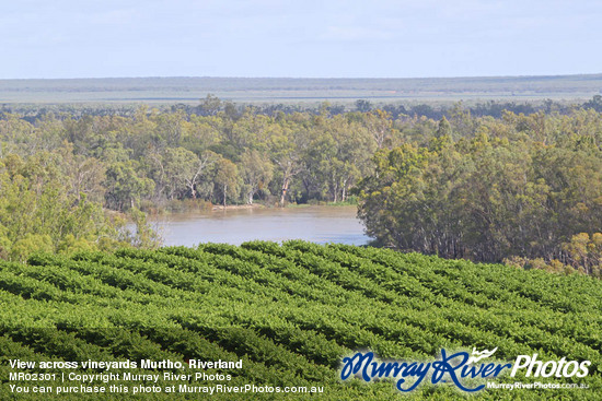 View across vineyards Murtho, Riverland