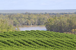 View across vineyards Murtho, Riverland