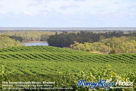 View across vineyards Murtho, Riverland