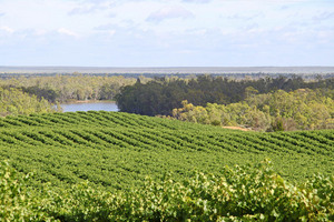 View across vineyards Murtho, Riverland