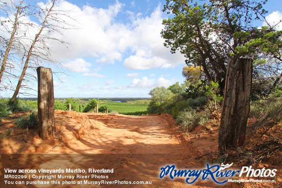 View across vineyards Murtho, Riverland