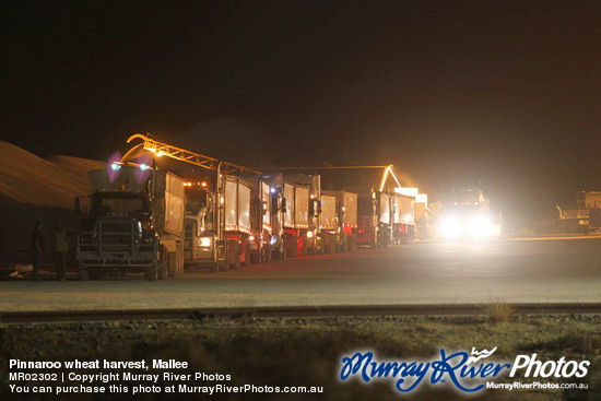 Pinnaroo wheat harvest, Mallee