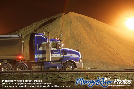 Pinnaroo wheat harvest, Mallee