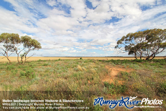 Mallee landscape between Waikerie & Blanchetown