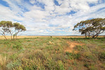 Mallee landscape between Waikerie & Blanchetown