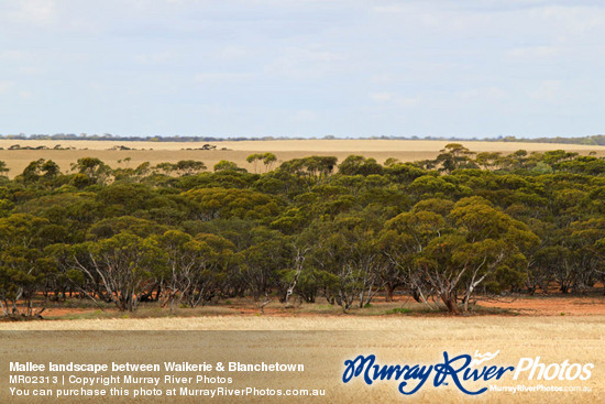 Mallee landscape between Waikerie & Blanchetown