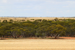 Mallee landscape between Waikerie & Blanchetown