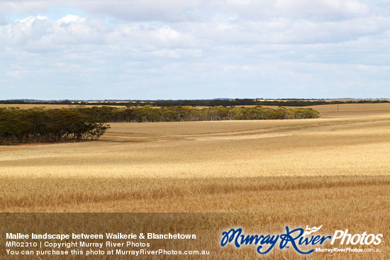 Mallee landscape between Waikerie & Blanchetown