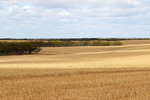 Mallee landscape between Waikerie & Blanchetown