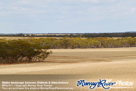 Mallee landscape between Waikerie & Blanchetown