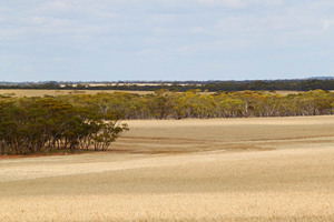 Mallee landscape between Waikerie & Blanchetown