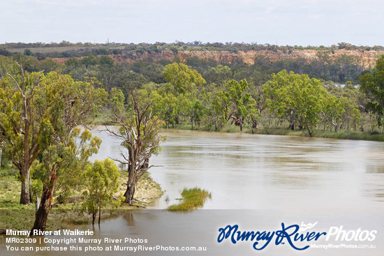 Murray River at Waikerie