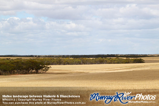 Mallee landscape between Waikerie & Blanchetown