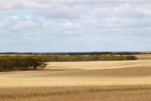 Mallee landscape between Waikerie & Blanchetown