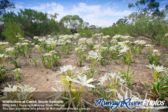 Wildflowers at Cadell, South Australia