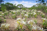 Wildflowers at Cadell, South Australia