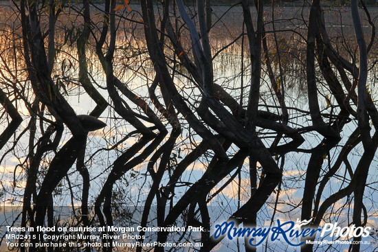 Trees in flood on sunrise at Morgan Conservation Park