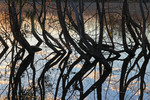 Trees in flood on sunrise at Morgan Conservation Park