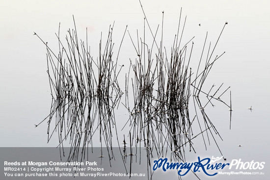 Reeds at Morgan Conservation Park