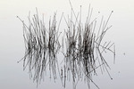Reeds at Morgan Conservation Park