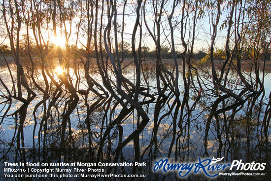 Trees in flood on sunrise at Morgan Conservation Park