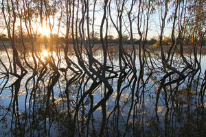 Trees in flood on sunrise at Morgan Conservation Park