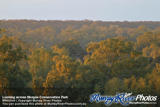 Looking across Morgan Conservation Park