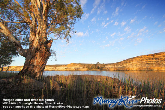 Morgan cliffs and river red gums