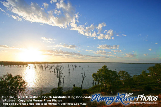 Sunrise, Trees, Riverland, South Australia, Kingston-on-Murray