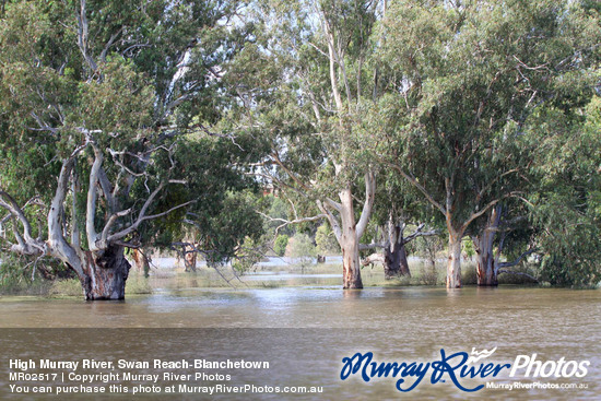 High Murray River, Swan Reach-Blanchetown