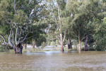 High Murray River, Swan Reach-Blanchetown