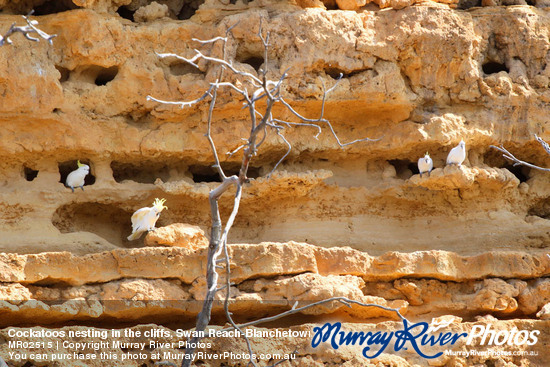 Cockatoos nesting in the cliffs, Swan Reach-Blanchetown