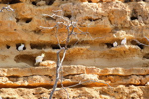 Cockatoos nesting in the cliffs, Swan Reach-Blanchetown