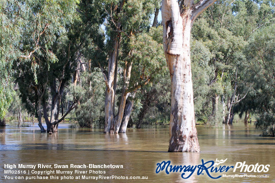 High Murray River, Swan Reach-Blanchetown