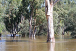High Murray River, Swan Reach-Blanchetown