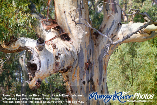 Trees by the Murray River, Swan Reach-Blanchetown
