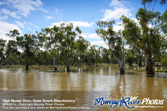 High Murray River, Swan Reach-Blanchetown