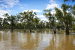 High Murray River, Swan Reach-Blanchetown