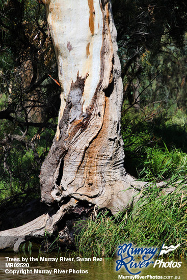 Trees by the Murray River, Swan Reach-Blanchetown