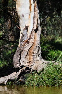 Trees by the Murray River, Swan Reach-Blanchetown