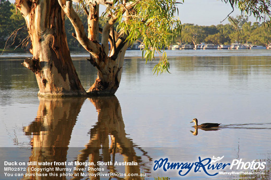 Duck on still water front at Morgan, South Australia