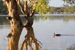 Duck on still water front at Morgan, South Australia