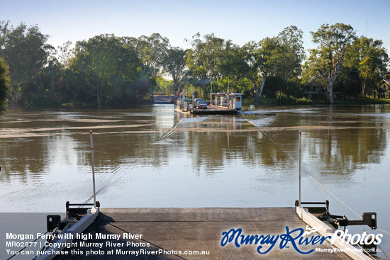 Morgan Ferry with high Murray River