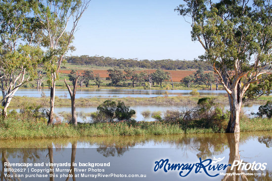 Riverscape and vineyards in background