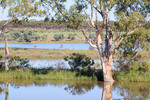 Riverscape near Swan Reach