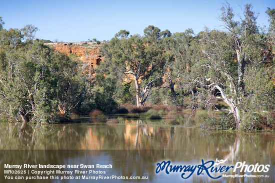 Murray River landscape near Swan Reach