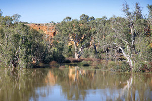 Murray River landscape near Swan Reach